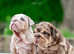 Kc reg English bulldog puppies.