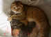 Scotish fold kittens for rehoming