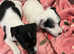 Jack Russel puppies