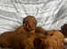 Kc reg cocker spaniel pups