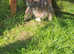 Boy rabbit for sale