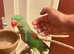 Stunning baby hand tamed alexandrine parrot