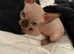 Sphynx kittens boys and girls