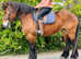 Gorgeous 15.2 Ardennes riding mare
