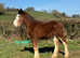 Traditional Cob Colt To Make 15.2/16h
