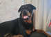 Female rottweilers for sale
