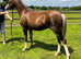 Welsh section B 2yr old filly