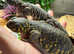Geyri Uromastyx (Pair) unrelated.