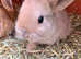 Beautiful baby bunnies