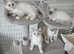 3 girls ,1 boy ragdoll kitten