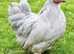 Pekin bantam point of lay pullets