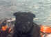 Beautiful dark cairn terrier puppy *pet home only*