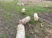 Pedigree middle white pigs available