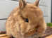 Netherland Dwarf