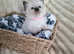 Ragdoll kittens