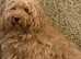 Gorgeous Cavapoo puppies