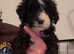 Old English sheepdog x poodle