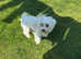 Maltese girl
