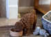 Exquisite DNA Health Tested Cavapoochon Puppies