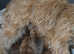 GORGEOUS CAIRN TERRIER PUPPIES