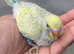 Rainbow Baby budgie
