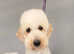 F1b cockerpoo puppies ready now