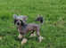 Chinese crested  boy