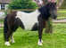 Stunning registered Shetland mare