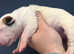 CHAMPION LINES ENGLISH BULLTERRIERS