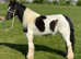 12.1 cob mare