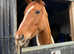 For full loan 15.2 9yo chestnut mare