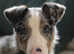 Welsh collie