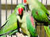 Stunning baby alexandrine parrot