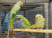 Stunning young talking darbyan parrot