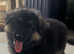 4 beautiful German shepherd puppies