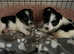 Jack russel puppies