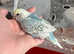 Hand Tame Female Budgie Ready April