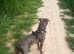 Blue brindle male staffy cross in Yapton