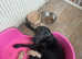 Labradoodle puppies