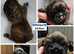 Meet Bella & Billy's Brood *Mum-Karashishi Shih Tzu *Dad-Imperial Shih Tzu