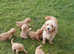 Stunning Health Tested F1b Cavapoo Puppies