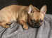 Beautiful Female Frug
