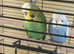 ONE BLUE/LEMON BABY AND ONE PROVEN BREEDING HEN BIRD  prices listed with info about each bird for sale deals and cage option available