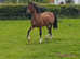 REG SEC C 3 YEAR OLD FILLY