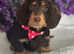 Ready now stunning chocolate wire coat Dachshund girl