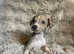 3/4 Italian greyhound