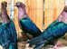 RARE GREEN WING ARCHANGEL PIGEONS