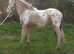 Rare Champagne Spotted Filly