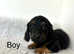 2 stunning miniature longhair dachshund