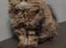 Cuddley Tabby Persian Male